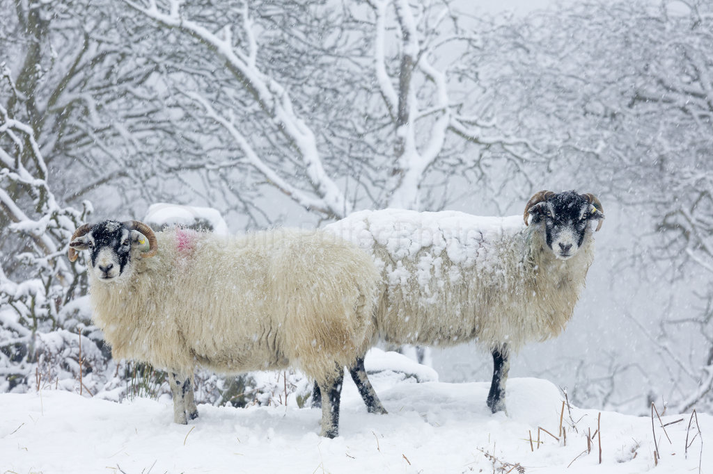 1041 Winter Woolies