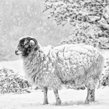 1044 Winter Woolly in Farndale