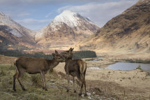 1212 Young Red Deer TLC!