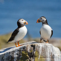 1616 Puffins