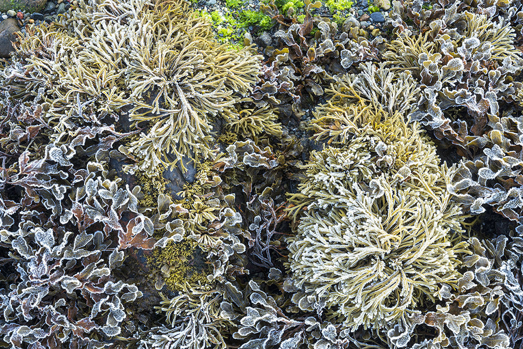 1083 Castle Stalker Sea Weed