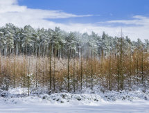 2453 Wass Bank Wood