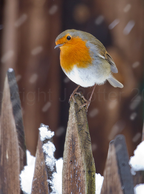 2506 Robin