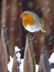 2506 Robin