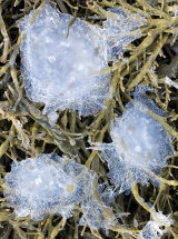 3739 Frozen Sea Weed Lofoten Norway