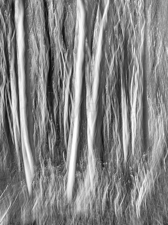 4084 Sunlit Young Beech trees