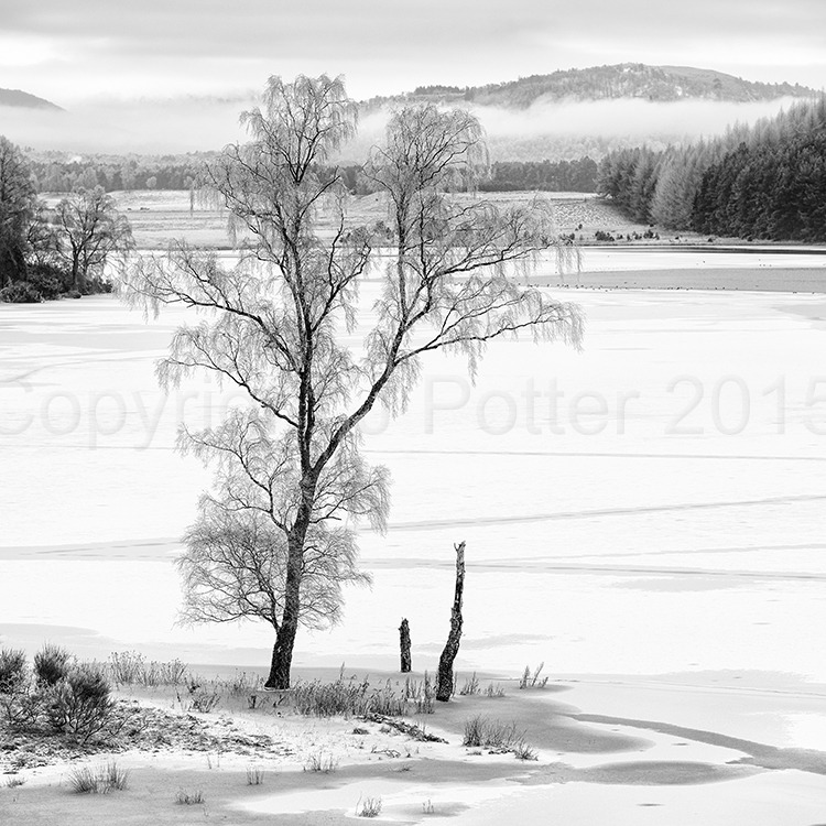 5701 Frozen Birch