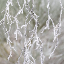 Natural Abstract & Floral