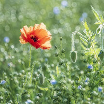 5802 Poppy & Flax
