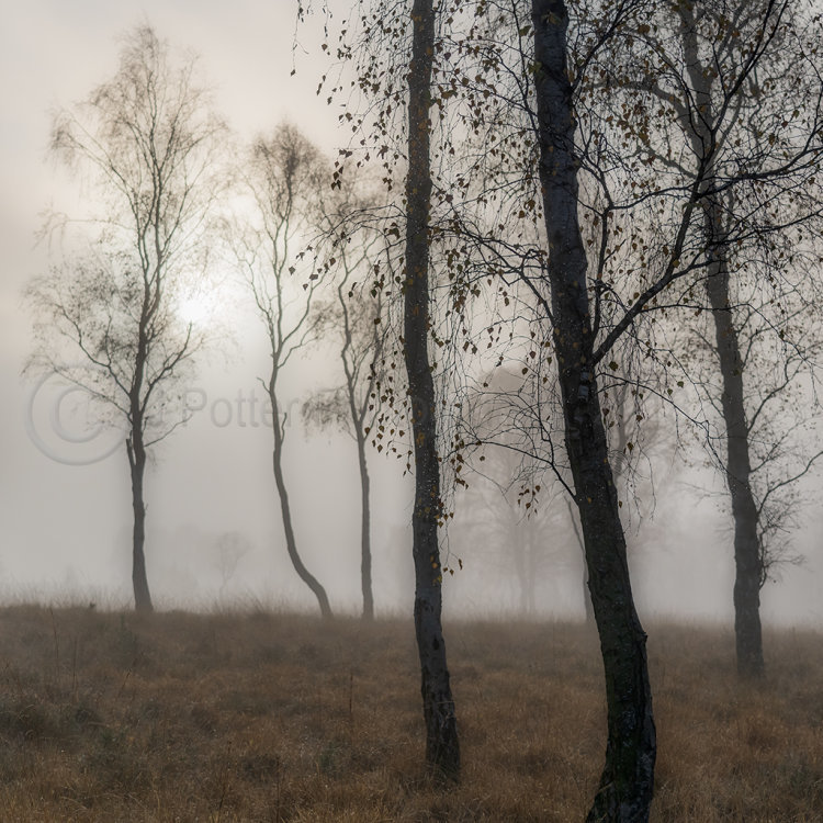 6820 Morning Dew