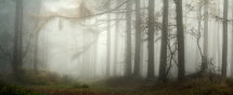 6839 Wass Bank Woods PANORAMA