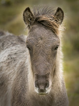 8867 Icelandic Horse