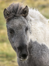 8881 Icelandic Horse