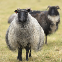 9014 Icelandic Sheep