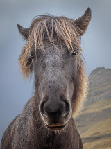 9069 Icelandic Horse