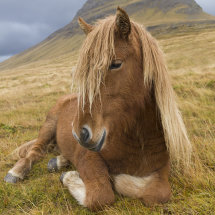 9076 Icelandic Horse