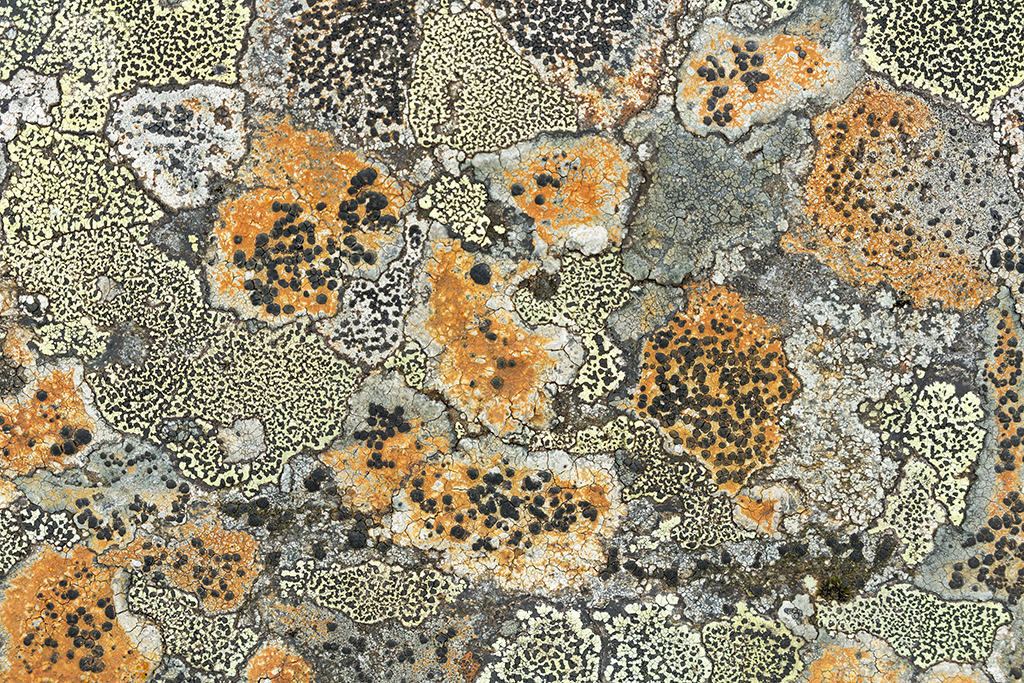 9081 Boulder Lichen