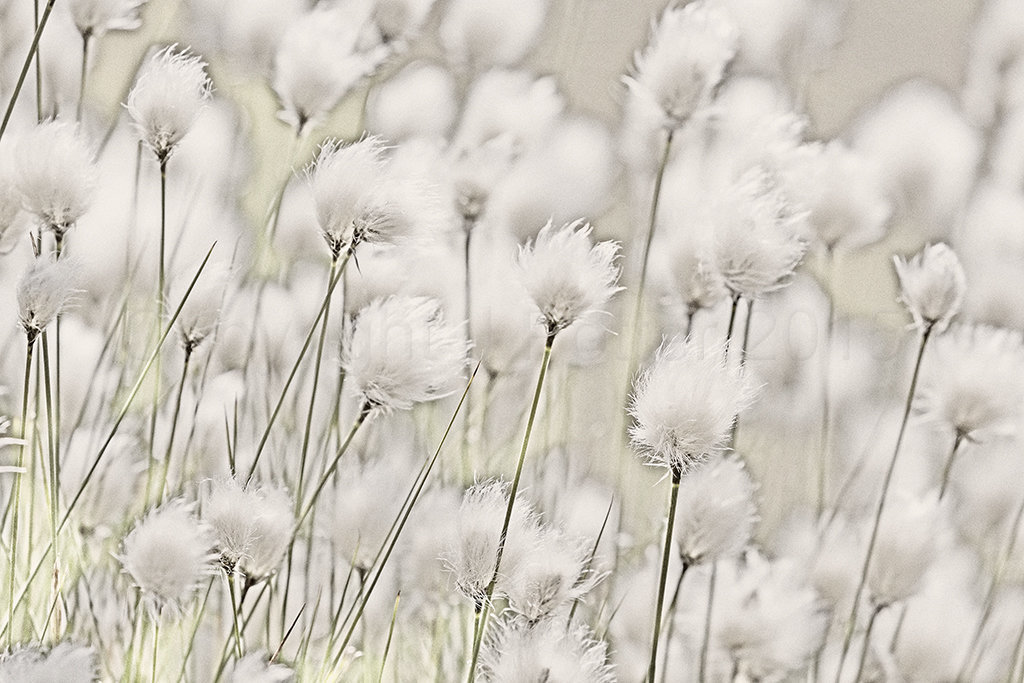 9497 Hare's-tail Cottongrass