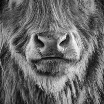 9748 Highland Cow Mono Loch Achray