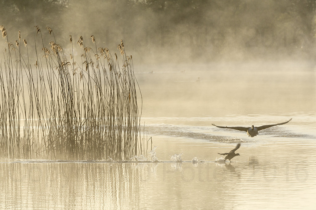 9988 Castle Howard Birds in Flight