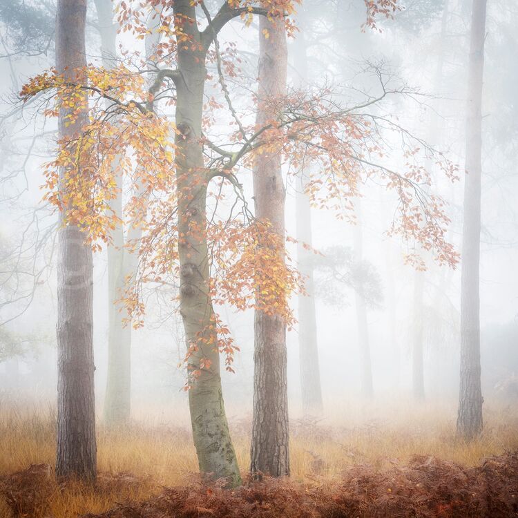 0027 Misty Daybreak Strensall Common November 2020