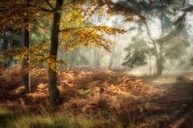 0680 Strensall Common 2nd Nov 2021