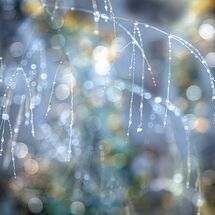 0690 Morning Dew Strensall Common Nov 2rd 2021