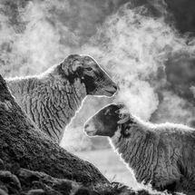 2150 Swaledale's in Patterdale