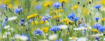 7151 Cornflowers Centaurea cyanus