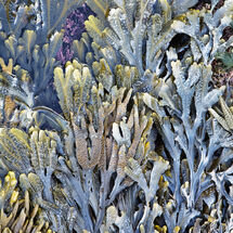 8891 Seaweed Dunstanburgh Castle Northumberland
