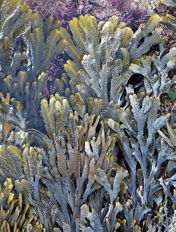 8891 Seaweed