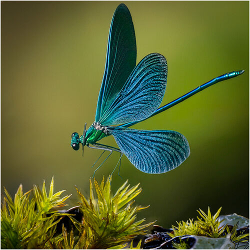Banded Demoiselle