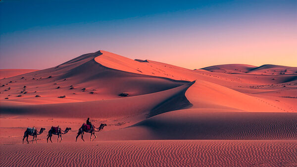 Camel Train