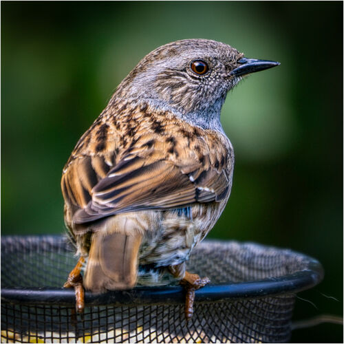 Hedge Sparrow