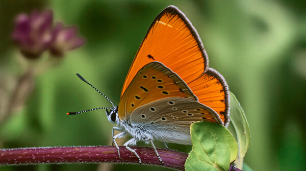 Large Copper