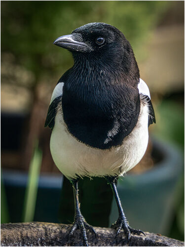 Magpie