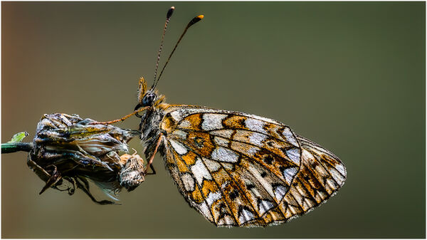 Small Pearl Bordered Fatillary