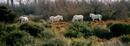 Camargue