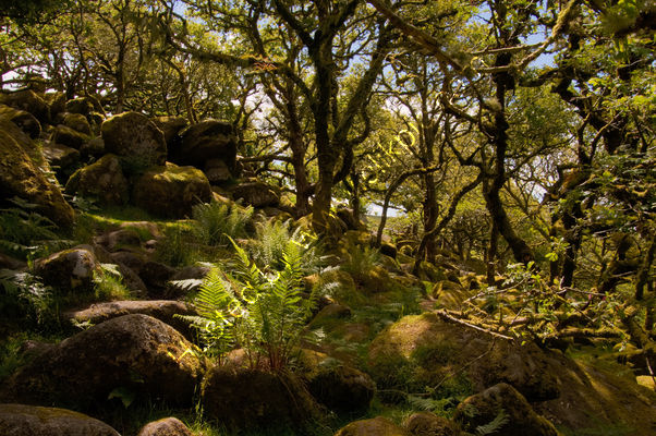 Wistman's Wood, Dartmoor National Park, UK