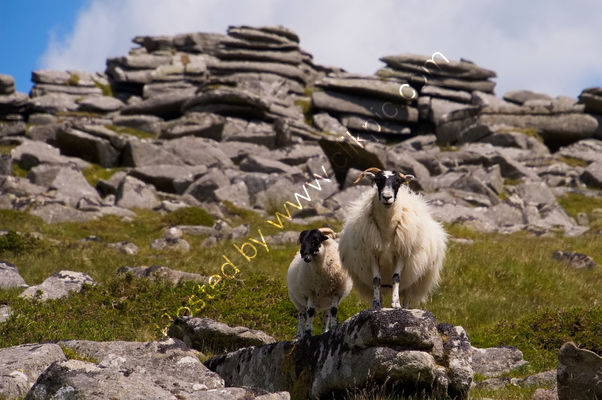 A yew and lamb stand in front of a tor, Dartmoor, Devon