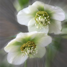107 Hellebore