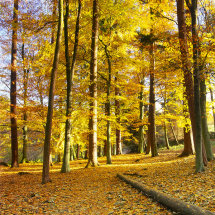 117 Strid Wood Wharfedale