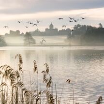 128 Mute Swans at Castle Howard