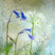 141 Hetchell Wood Nature Reserve near Leeds