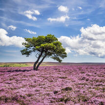 167 Egton High Moor