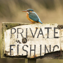173 Kingfisher