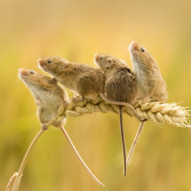 179 Harvest Mice