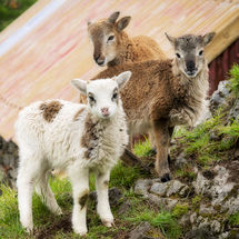 180 Soay Lambs, Eigg Organics, Cleadale, Isle of Eigg.