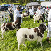75 The Nidderdale Show