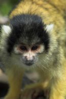 Squirral Monkey